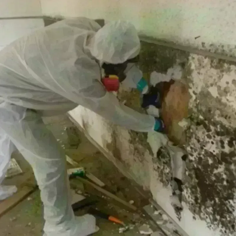 Mold Remediation and Removal in Teton County, WY